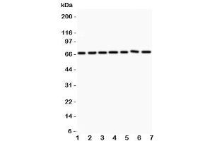 Western blot testing of ANG1 antibody and Lane 1:  HeLa (Angiopoietin 1 antibody  (AA 16-350))