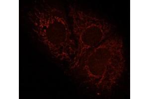 Human HepG2 cells fixed with 3. (IMMT antibody  (AA 241-340))