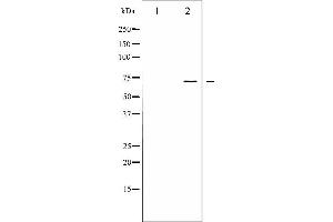 Western blot analysis of LIMK1/2 phosphorylation expression in HeLa whole cell lysates,The lane on the left is treated with the antigen-specific peptide. (LIMK-1/2 (pThr505), (pThr508) antibody)