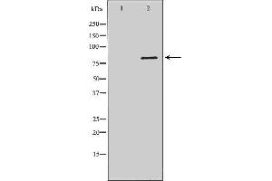 DCLRE1C antibody  (C-Term)