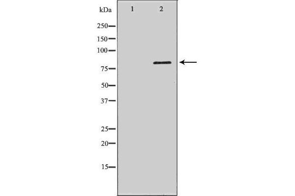 DCLRE1C antibody  (C-Term)