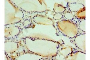Immunohistochemistry of paraffin-embedded human thyroid tissue using ABIN7161681 at dilution of 1:100 (HMGN2 antibody  (AA 1-90))