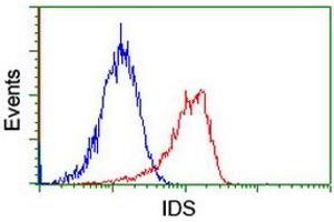 Image no. 2 for anti-Iduronate 2-Sulfatase (IDS) antibody (ABIN1498798) (IDS antibody)