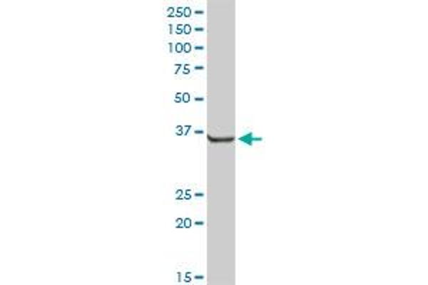AKR7A2 antibody  (AA 1-330)