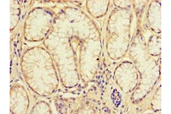NRIP3 antibody  (AA 1-241)