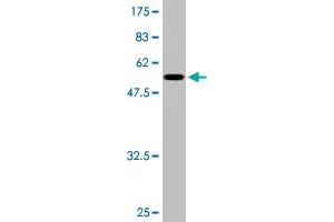 Western Blot detection against Immunogen (51. (TGIF2 antibody  (AA 1-237))
