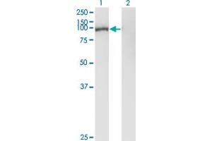Western Blot analysis of GSN expression in transfected 293T cell line by GSN monoclonal antibody (M01), clone 3G5.