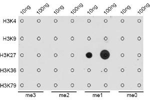 Dot-blot analysis of all sorts of methylation peptides using MonoMethyl-Histone H3-K27 antibody (ABIN3023262, ABIN3023263, ABIN3023264, ABIN1513004 and ABIN6219518). (Histone 3 antibody  (H3K27me1))