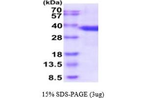 SDS-PAGE (SDS) image for serine/arginine-Rich Splicing Factor 1 (SRSF1) (AA 1-248) protein (His tag) (ABIN5854856)