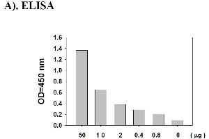 Image no. 2 for Signal Transducer and Activator of Transcription 1, 91kDa (STAT1) ELISA Kit (ABIN625243) (STAT1 ELISA Kit)