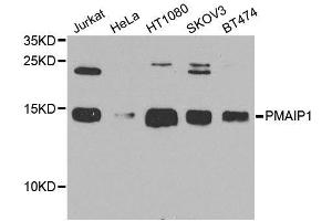 Western blot analysis of extracts of various cell lines, using PMAIP1 antibody (ABIN6003533) at 1/1000 dilution. (NOXA antibody)