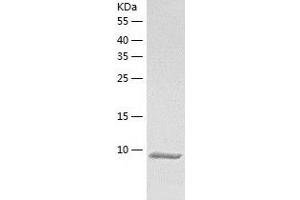Western Blotting (WB) image for G Protein gamma Transducing Activity Polypeptide 1 (GNGT1) (AA 1-71) protein (His tag) (ABIN7123029) (GNGT1 Protein (AA 1-71) (His tag))
