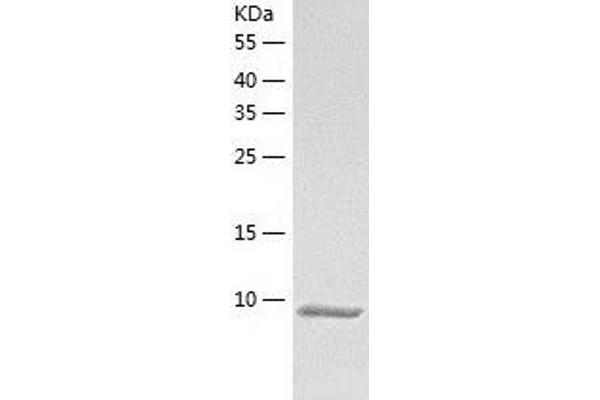 GNGT1 Protein (AA 1-71) (His tag)