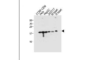 All lanes : Anti-RPL23A Antibody (C-term) at 1:2000 dilution Lane 1: CCRF-CEM whole cell lysate Lane 2: Hela whole cell lysate Lane 3: HepG2 whole cell lysate Lane 4: 293T/17 whole cell lysate Lane 5: Mouse heart tissue lysate Lane 6: Rat heart tissue lysate Lysates/proteins at 20 μg per lane. (RPL23A antibody  (C-Term))