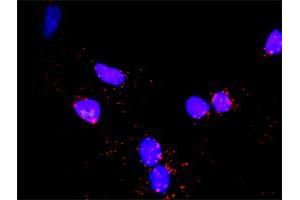 Proximity Ligation Analysis of protein-protein interactions between CDC6 and MCM6. (MCM6 antibody  (AA 1-821))