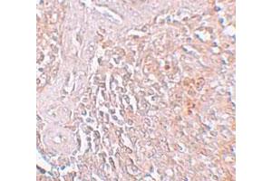 Immunohistochemical staining of human spleen cells with SLC39A8 polyclonal antibody  at 5 ug/mL. (SLC39A8 antibody  (C-Term))