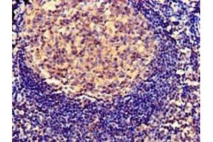 Immunohistochemistry of paraffin-embedded human tonsil tissue using ABIN7163524 at dilution of 1:100 (SERPING1 antibody  (AA 23-300))