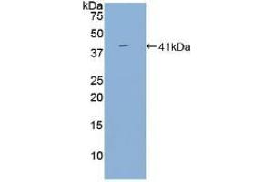 Western Blotting (WB) image for anti-Tumor Necrosis Factor Receptor Superfamily, Member 13C (TNFRSF13C) (AA 96-184) antibody (ABIN7438967)
