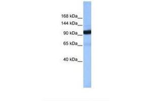 Image no. 1 for anti-Coatomer Protein Complex, Subunit beta 1 (COPB1) (AA 342-391) antibody (ABIN6738825) (COPB1 antibody  (AA 342-391))