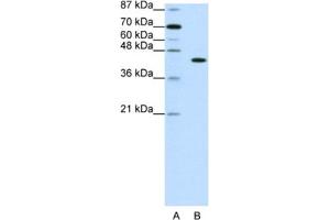 Western Blotting (WB) image for anti-PiggyBac Transposable Element Derived 1 (PGBD1) antibody (ABIN2461949) (PGBD1 antibody)