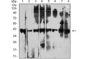 Western Blotting (WB) image for anti-CD53 (CD53) antibody (ABIN7193233)