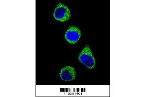 Confocal immunofluorescent analysis of M with 293 cell followed by Alexa Fluor 488-conjugated goat anti-rabbit lgG (green). (MTHFD1 antibody  (AA 535-562))