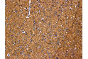anti-Granulocyte Chemotactic Protein 2 (GCP2) (Internal Region) antibody