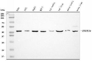 Western blot analysis of DHODH using anti-DHODH antibody (ABIN7603139).