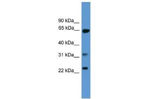 WB Suggested Anti-CLTA Antibody Titration: 0.