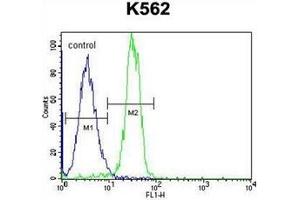 Flow Cytometric analysis of K562 cells using STARD6 Antibody (right histogram) compared to a negative control cell (left histogram).