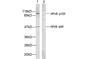 Western blot analysis of extracts from HeLa cells using NF-κB p105/p50 (Ab-907) antibody (E021019). (NFKB1 antibody)