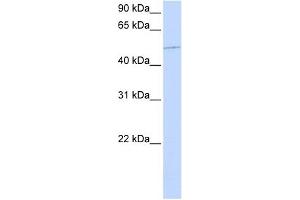 KIF12 antibody used at 1 ug/ml to detect target protein. (KIF12 antibody  (N-Term))
