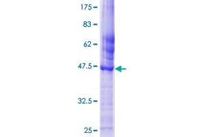 GULP1 Protein (AA 1-167) (GST tag)