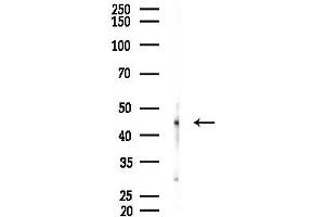 Western blot analysis of lysates from A2780 cells(starvation 24h treatment), using PDCD2L Antibody at 1/1000 dilution.