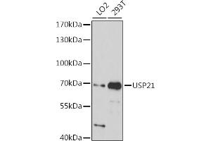 Western blot analysis of extracts of various cell lines, using USP21 antibody (ABIN7271149) at 1:1000 dilution. (USP21 antibody  (AA 400-500))