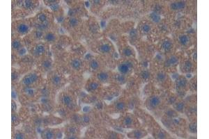 Detection of CNTNAP4 in Mouse Liver Tissue using Polyclonal Antibody to Contactin-associated protein-like 4 (CNTNAP4) (CNTNAP4 antibody  (AA 402-633))