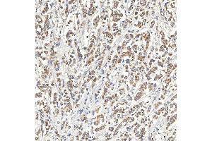 IHC analysis of SNPH using anti-SNPH antibody (ABIN7601724). (Syntaphilin antibody  (AA 43-482))