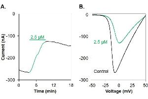 ω-Agatoxin IVA-ATTO Fluor-647N inhibits CaV2. (omega-agatoxin IVA peptide (Atto 647N))