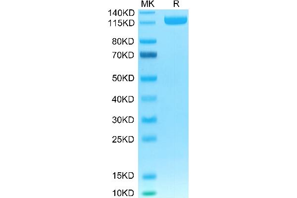 DPP4 Protein (Fc Tag)