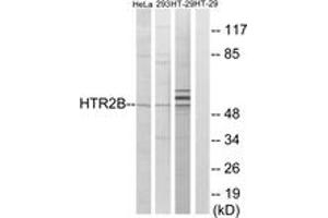 Western blot analysis of extracts from HT-29/293/HeLa cells, using HTR2B Antibody. (Serotonin Receptor 2B antibody  (AA 15-64))