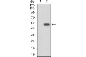 Western blot analysis using CYP3A4 antibody against human CYP3A4 (AA: 243-430) recombinant protein. (CYP3A4 antibody)