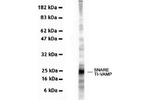 Western Blotting (WB) image for anti-Vesicle-Associated Membrane Protein 7 (VAMP7) antibody (ABIN1109463) (VAMP7 antibody)