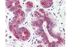 Anti-DHRS7 antibody IHC of human breast. (DHRS7 antibody  (Internal Region))