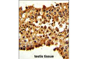 Formalin-fixed and paraffin-embedded human testis tissue with PTTG1 Antibody (N-term), which was peroxidase-conjugated to the secondary antibody, followed by DAB staining. (PTTG1 antibody  (N-Term))
