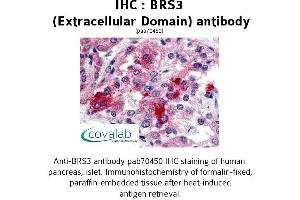 Image no. 1 for anti-Bombesin-Like Receptor 3 (BRS3) (2nd Extracellular Domain) antibody (ABIN1732414)
