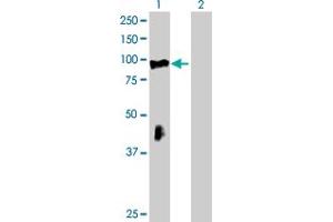 Western Blot analysis of RHOBTB2 expression in transfected 293T cell line by RHOBTB2 MaxPab polyclonal antibody. (RHOBTB2 antibody  (AA 1-727))