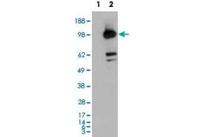 HEK293 overexpressing CDCP1 and probed with CDCP1 polyclonal antibody  (mock transfection in first lane), tested by Origene. (CDCP1 antibody  (C-Term))