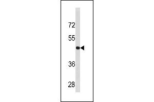 CCNB2 Antibody (Center ) (ABIN1881164 and ABIN2843324) western blot analysis in  cell line lysates (35 μg/lane).