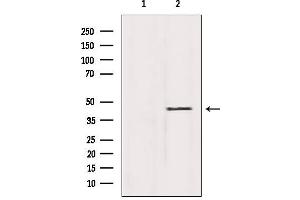 Western blot analysis of extracts from Mouse brain, using SHARPIN Antibody.