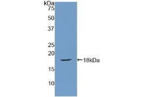 Western blot analysis of recombinant Rat SFRP1. (SFRP1 antibody  (AA 8-153))